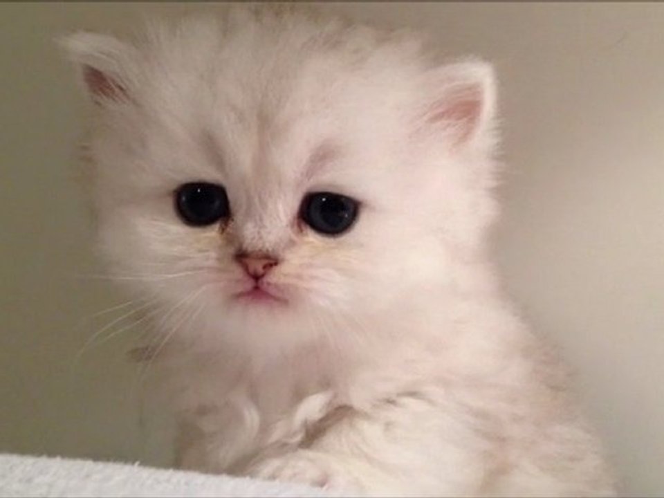 Havana de Silver Gate - Chaton Femelle Persane Silver Shaded