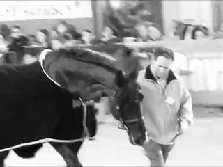 Salon du cheval de Paris.