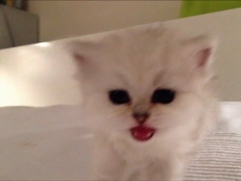 Hitchy de Silver Gate - Chaton Mâle Persan Silver Shaded