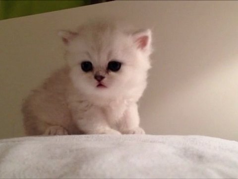 Hyougui de Silver Gate - Chaton Mâle Persan Silver Shaded