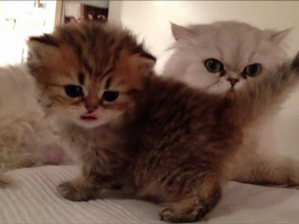 Houpsie de Silver Gate - Chaton Femelle Persane Golden Shaded