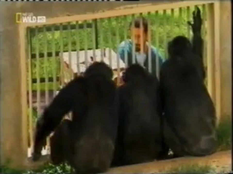 El test del cacahuete: Inteligencia de los chimpances