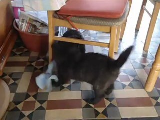 les 2 petits mecs (5semaines)