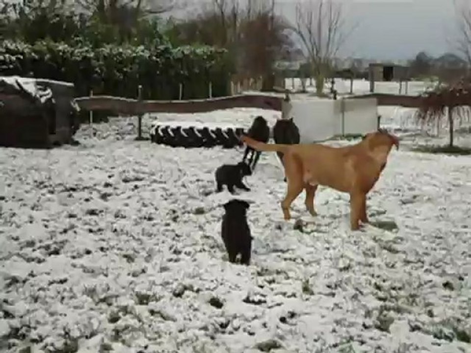 premiere petite neige ( 6 semaines aujourd'hui)