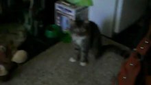 Nuestro gato Abel