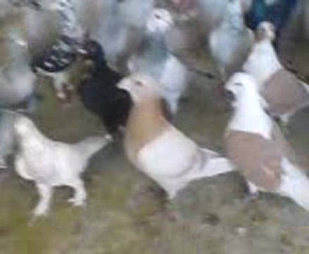 Şanlıurfadan tokiden mamonun karışma kuşları - guvercintv.com