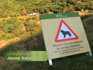 El medi ambient: Gossos antióssos