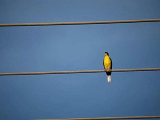 طائر فيجبيرد الأسترالي