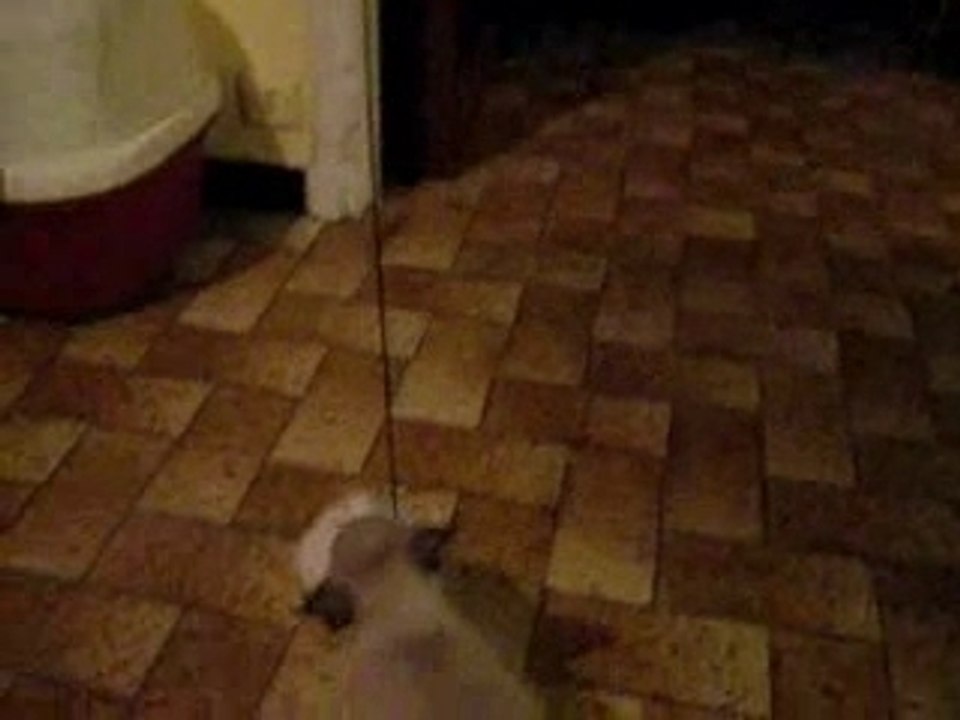 bb igor