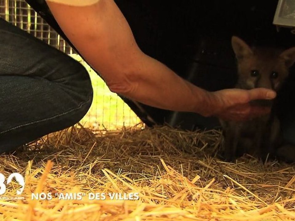 Nos « amis » des villes