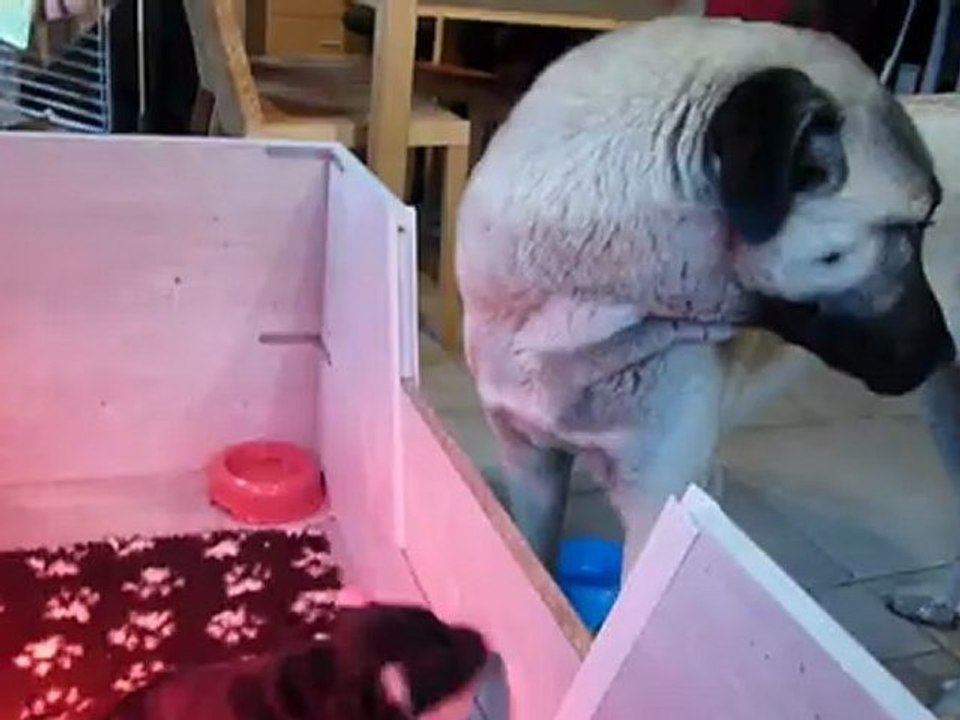 Bébé Ever et Kyle 031212