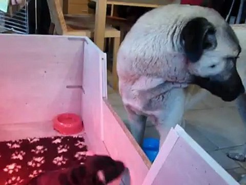 Bébé Ever et Kyle 031212