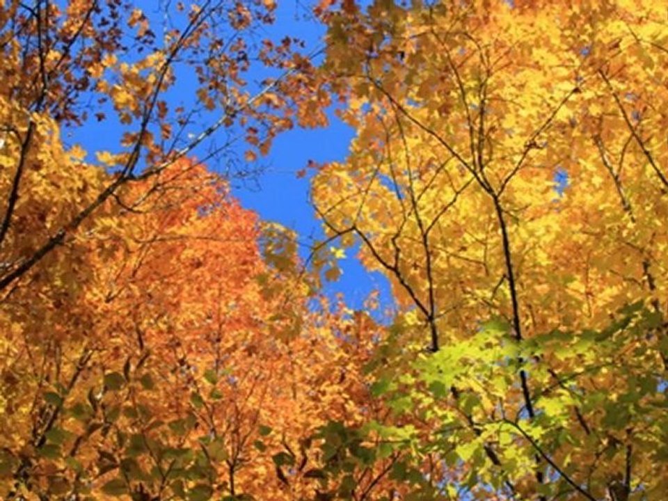 Red Tree