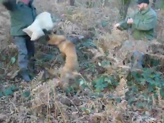 Happy des bergers de turons 2/2