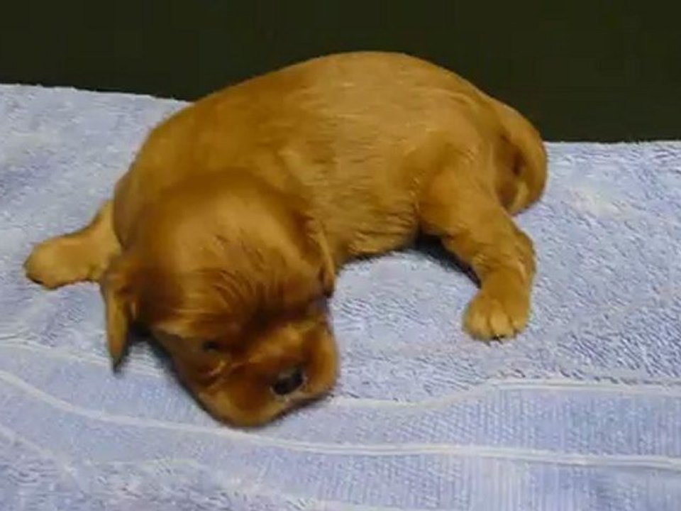 P1080062   Petit mâle RUBY