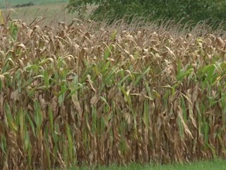 Weltpremiere: Jet fliegt mit Bio-Sprit aus Senf