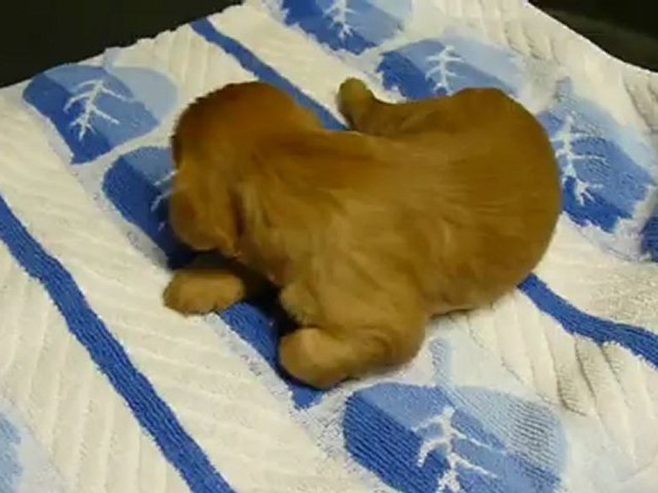 P1080067  chiot  femelle RUBY