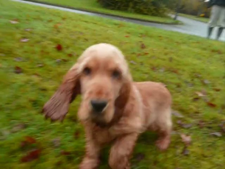 Chiot mâle cocker anglais LOF Funky