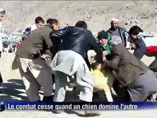 Afghanistan: les combats de chiens redeviennent populaires