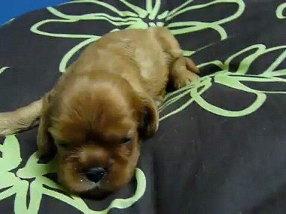 P1080077    chiot    CAVALIER KING CHARLES