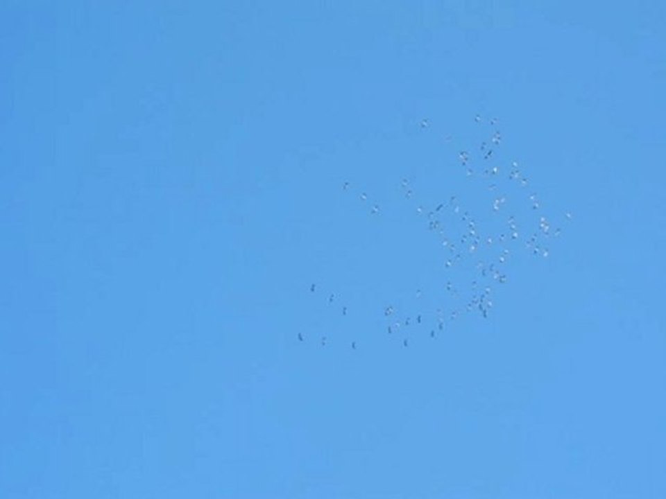 Grues cendrées