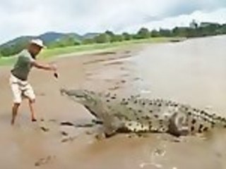 Feeding A Wild 15 Foot Long Crocodile By Hand