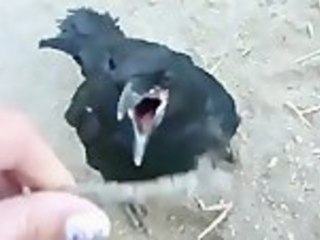 Videobash Vid Roundup Sept.5th 2012