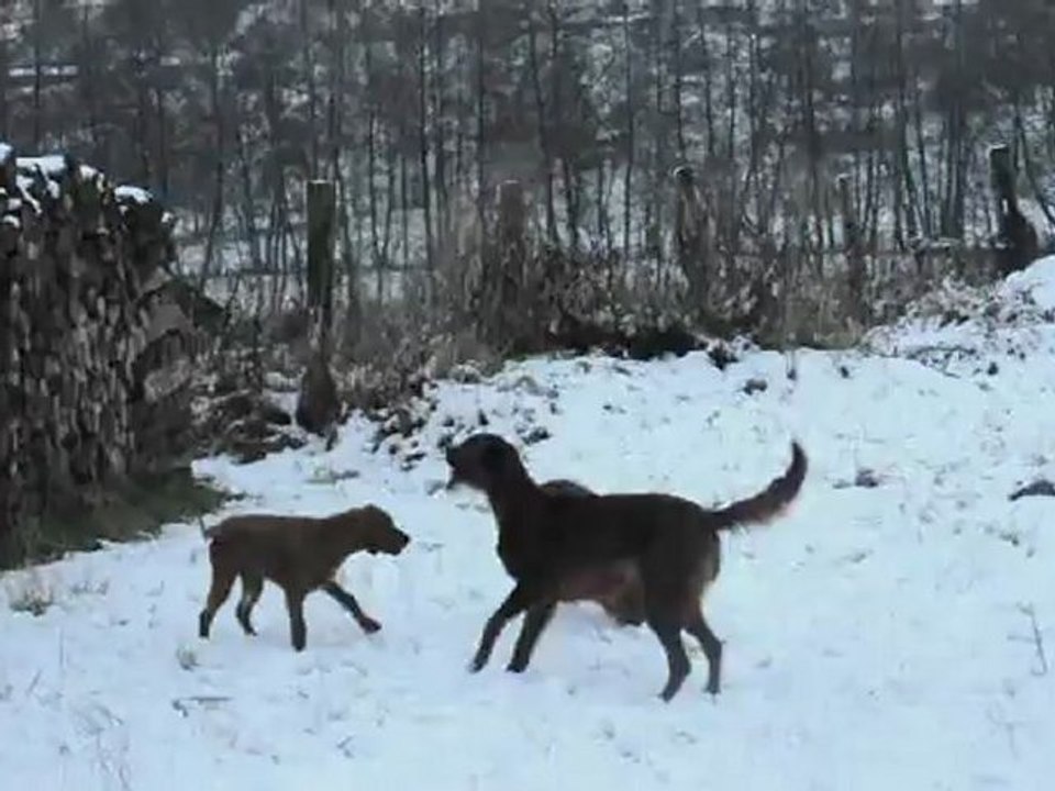 MES LOULOUTES JOUENT DANS LA NEIGE