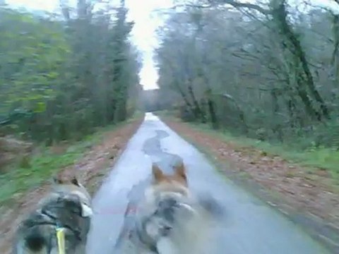 chien loup tchecoslovaque en trottinette