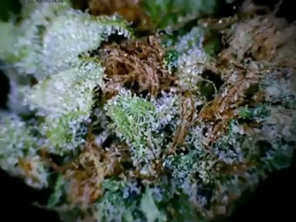 OG Kush Seeds