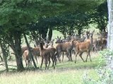 elevage de cerfs à Alquines