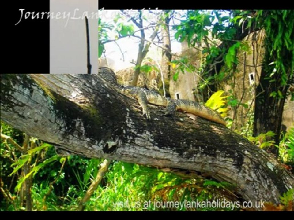 Sri Lanka Holidays
