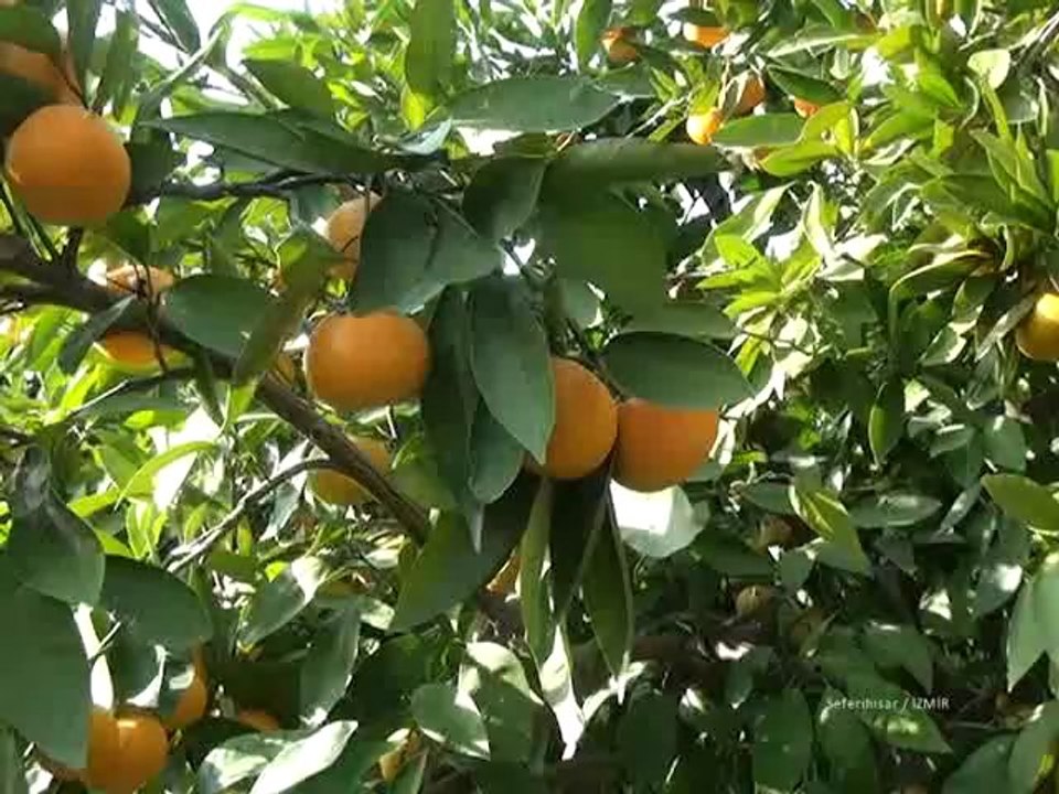 90.Seferihisar Mandalin Şenliği 2012