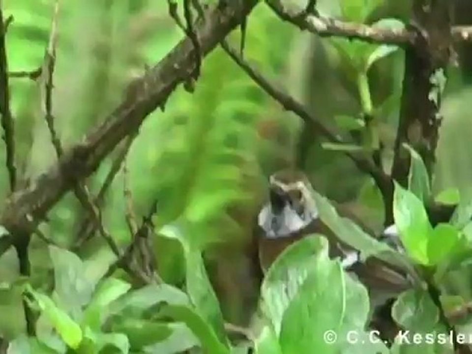 طائر البيو هاواي