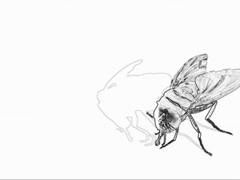 TUER DES MOUCHES AU TOURNEVIS (TEASER)