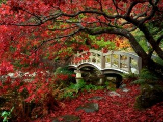 BİR GARİP YOLCU AYŞE TUNALI