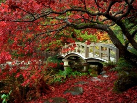 BİR GARİP YOLCU AYŞE TUNALI