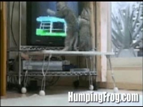 DES CHATS QUI REGARDENT LE PING - PONG