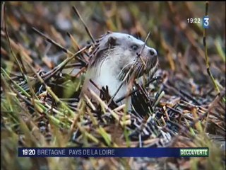 La loutre refait son apparition en Bretagne
