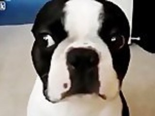 Complilation Of Dogs That Did Something Wrong