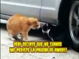 Gatos peleando traduccion