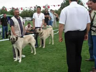 Sivas KangaLı WwW.BeNiMSeVDaM.CoM,