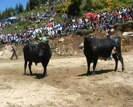 galer güreşi 2012 kavrunsahinpansiyon.tr.gg