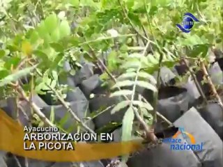 Ayacucho Instituciones participan en arborizacion de cerro La Picota