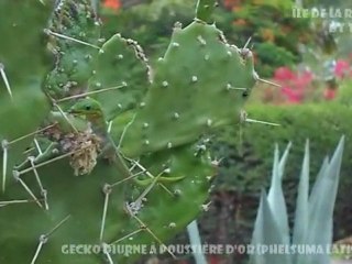 Gecko diurne à poussière d'or [Boucan Canot / La Réunion]