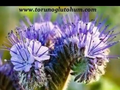 Arı otu nedir,Arı otu ekim zamanı,Arı otu nasıl ekılır