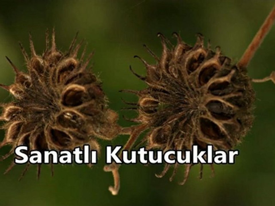 Sanatlı Kutucuklar