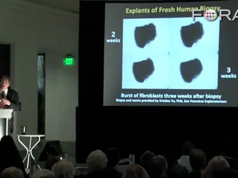 Stem Cells and Medicine: Be Your Own Guinea Pig