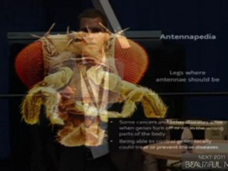 Mutant Bugs and the Morality of Developmental Biology