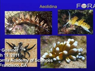 The Evolution of Aeolidina: Sea Slug Turns Prey to Poison